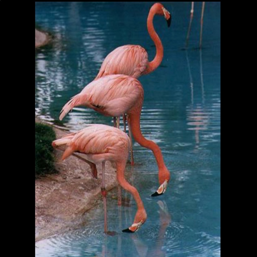 Hi I’m Lemonflamingo